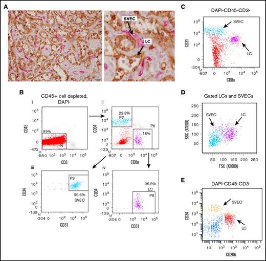 Figure 1. Isolation of viable LCs by FACS. (A) Representative photomicrograph of the red pulp of a normal spleen stained with both anti-CD8α (brown) and anti-CD34 (magenta) antibodies (original magnification ×400; scale bar, 20 μm). (Right) Enlarged image of a part of the left panel. Arrows show LCs (brown) and SVECs (magenta). (B) The gating strategy for sorting SVECs and LCs. CD45+-cell depleted, DAPI− viable single cells of collagenase B digested spleen specimens were first gated for CD45−CD3− population (i). More than 99% of the CD45+ cell-depleted cells were CD45−CD3−. CD45−CD3− cells were then gated for CD34+CD8α− or CD34−CD8α+ populations (ii), which were then gated for CD45−CD3−CD34+CD8α−CD31+ SVECs (iii, light blue) and CD45−CD3−CD34−CD8α+CD31+ LCs (iv, magenta). Negative gates were determined according to corresponding isotype control staining. (C) CD31/CD8α FACS profiles of DAPI−CD45−CD3− cells. (D) SSC/FSC FACS profiles of back gated LCs (magenta) and SVECs (light blue) from panel B. (E) CD34/CD206 FACS profiles of DAPI−CD45−CD3− cells.