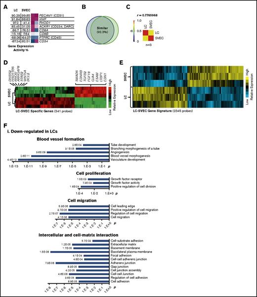 Global gene expression profiling of LCs and SVECs. (A) The GEA values and heat maps of selected genes obtained from GEXC analysis. The GEA values are listed in the data tables to the left of the heat maps. Magenta, high expression; white, threshold level expression; blue, low expression. GEA values are percentile ranks comparing the expression intensity in the data sets to the common reference of pooled human microarray data from various cell types and tissues (see supplemental Data for more information). (B) A diagram of the percentage of similarly expressed genes between LCs and SVECs. (C) Pearson correlation coefficient (r) by GEA between LCs and SVECs obtained from GEXC analysis. r value was calculated according to biological replicates of microarrays from 3 different normal spleen samples. (D) The heat map of relative expression intensity of LC-SVEC specific genes detected by 341 probes selected using stringent criteria. Selected downregulated genes and the top 20 upregulated genes are listed at the side. (E) The heat map of relative gene expression intensity for LC-SVEC gene signature containing differentially expressed genes detected by 2345 probes. (F) DAVID Functional Annotation Clustering of genes in LC-SVEC gene signature. Downregulated genes in LCs involving blood vessel formation, cell proliferation, and cell migration and intercellular and cell–extracellular matrix interaction (i); upregulated genes in LCs involving endocytosis, and intracellular transportation and iron transportation (ii); differentially expressed cell skeleton genes and genes in Rho GTPase signaling pathway (iii). (G,I) The GEA values (as described in Figure 2A) of genes involved in phagocytosis and genes encoding macrophage/monocyte antigens (G), and genes encoding Rho GTPase signaling pathway members (I). (H,J) RT-qPCR analysis of TFRC (transferrin receptor), MRC1 (CD206), and STAB2 (Stabilin-2) (H); RHOU (J). The expression of all genes was normalized to GAPDH, and the relative expression of a LC gene was calculated against that of SVEC, which was set as 1. Expression of housekeeping gene HPRT was included in each plot as a control. Data are shown as mean ± standard deviation (SD) of triplicate analyses.