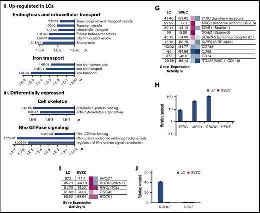 Global gene expression profiling of LCs and SVECs. (A) The GEA values and heat maps of selected genes obtained from GEXC analysis. The GEA values are listed in the data tables to the left of the heat maps. Magenta, high expression; white, threshold level expression; blue, low expression. GEA values are percentile ranks comparing the expression intensity in the data sets to the common reference of pooled human microarray data from various cell types and tissues (see supplemental Data for more information). (B) A diagram of the percentage of similarly expressed genes between LCs and SVECs. (C) Pearson correlation coefficient (r) by GEA between LCs and SVECs obtained from GEXC analysis. r value was calculated according to biological replicates of microarrays from 3 different normal spleen samples. (D) The heat map of relative expression intensity of LC-SVEC specific genes detected by 341 probes selected using stringent criteria. Selected downregulated genes and the top 20 upregulated genes are listed at the side. (E) The heat map of relative gene expression intensity for LC-SVEC gene signature containing differentially expressed genes detected by 2345 probes. (F) DAVID Functional Annotation Clustering of genes in LC-SVEC gene signature. Downregulated genes in LCs involving blood vessel formation, cell proliferation, and cell migration and intercellular and cell–extracellular matrix interaction (i); upregulated genes in LCs involving endocytosis, and intracellular transportation and iron transportation (ii); differentially expressed cell skeleton genes and genes in Rho GTPase signaling pathway (iii). (G,I) The GEA values (as described in Figure 2A) of genes involved in phagocytosis and genes encoding macrophage/monocyte antigens (G), and genes encoding Rho GTPase signaling pathway members (I). (H,J) RT-qPCR analysis of TFRC (transferrin receptor), MRC1 (CD206), and STAB2 (Stabilin-2) (H); RHOU (J). The expression of all genes was normalized to GAPDH, and the relative expression of a LC gene was calculated against that of SVEC, which was set as 1. Expression of housekeeping gene HPRT was included in each plot as a control. Data are shown as mean ± standard deviation (SD) of triplicate analyses.