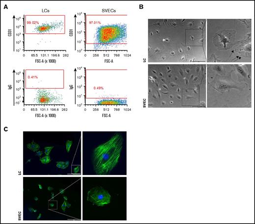 Figure 3. Morphological difference between cultured LCs and SVECs. (A) Representative FACS profiles of CD31 immunostaining of LC (left) or SVEC (right) monolayers cultured in vitro. Profiles of isotype controls are at the bottom of each panel. (B) Representative bright field photomicrographs (original magnification ×100) of LCs (top, left) and SVECs (bottom, left). (Right) Magnified images of representative cells in the square in left panels. Scale bars, 200 μm. Arrows indicate spike-like membrane protrusions in LCs. Both cell types in the paired images were simultaneously sorted and cultured in parallel. The images were captured with cells no later after passage 2 and represent 8 independent experiments from 5 donors. (C) Fluorescent microscopic images of actin filaments detected by phalloidin probes (original magnification ×100) in LCs (top, left) and SVECs (bottom, left). (Right) Magnified images of representative cells in the square in the left panels. Both cell types were cultured on the same surface under unstimulated condition. Green, actin; blue, DAPI. Scale bars, 200 μm.
