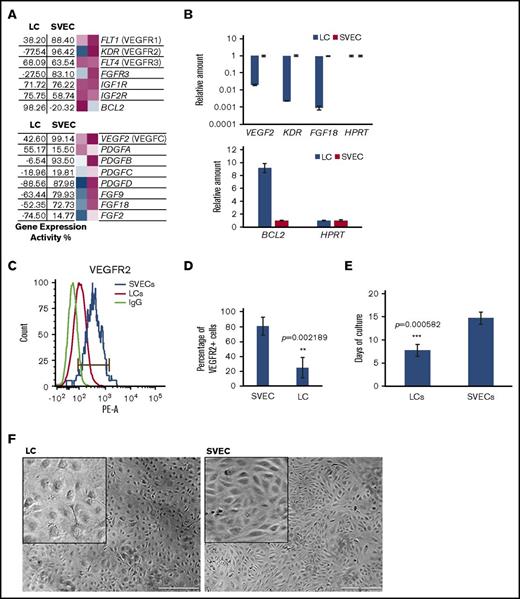 Figure 4. Characteristics of proliferation of LCs and SVECs. (A) The GEA values of selected genes encoding growth factor receptors and BCL2 (upper), and growth factors (lower), as described in Figure 2A. (B) RT-qPCR analysis of VEGF2 (VEGF C), KDR (VEGFR2), FGF18, and BCL2, as described in Figure 2H. (C) Representative FACS histogram of cell surface expression of VEGFR2 by LCs and SVECs. (D) Percentage of VEGFR2 positive LCs and SVECs. Data are shown as mean ± SD, n = 3 (triplicate analyses). **P = .002189 by paired Student t test. (E) Days required to cover the entire surface of a well in 96-well plate after the initial seeding of an equal number of sorted LCs and SVECs. The result represents an average of 4 independent experiments for each line of LCs or SVECs established from a total of 5 different spleen samples. ***P = .000582 by 2-sample Student t test. (F) Representative bright field photomicrographs (original magnification ×40) of LC (left) or SVEC (right) monolayers after their initial passage. Inserted squares show magnified images. Scale bars, 500 μm. Paired images of LC and SVEC cultures were captured in the same experiment performed in parallel, started with the same seeding number, and were sorted from the same spleen sample. Similar pairwise comparisons have been conducted in at least 3 independent experiments from 5 different spleen samples. IGF1R, insulin-like growth factor 1 receptor.
