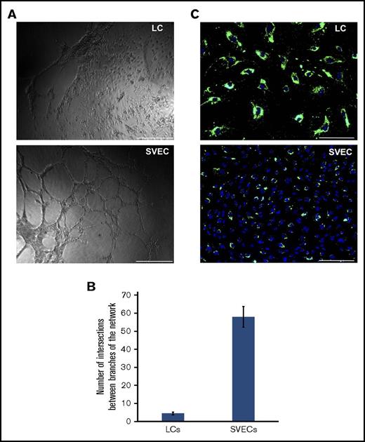 Figure 5. Functional difference between cultured LCs and SVECs. (A) Microscopic images (original magnification ×40) of in vitro tube formation by LCs (top) and SVECs (bottom) in extracellular matrix gel 5 hours after seeding. Scale bar, 500 μm. (B) The number of intersections between the branches of the tubular network formed in a single well of a 96-well plate. (C) Fluorescent microscopic images (original magnification ×100) of phagocytosis of fluorescent polystyrene microspheres by LCs (top), SVECs (bottom). Green, microspheres; blue, DAPI. Scale bar, 200 μm. Each pair of fluorescent microscopic images of LCs and SVECs was captured using the same exposure time. The images of both panels A and C are representative of experiments repeated for more 3 times with cultured cells sorted from 5 different spleen samples.