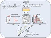 Graphical abstract for: Abnormal plasma clot formation and fibrinolysis reveal bleeding tendency in patients with partial factor XI deficiency;