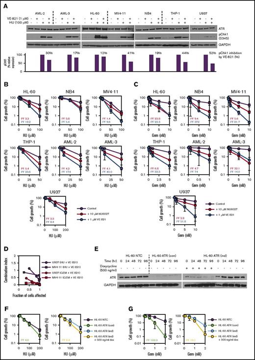 Figure 1. ATR inhibition using small molecule inhibitors or shRNA-mediated gene knockdown potentiates the inhibitory effects of hydroxyurea (HU) and gemcitabine (Gem) in AML cell lines. (A) To confirm target engagement, AML cell lines were exposed to 100 µM HU (or vehicle control) for 1 hour in the presence of 1 µM VE-821 (or DMSO control), and western blotting was performed for ATR and pCHK1 (Ser345). Expression of pCHK1 is expressed relative to the HU-only lane for each cell line. (B-C) AML cell lines were treated with (B) HU or (C) Gem either alone (purple circles), in combination with 10 µM NU6027 (red circles), or in combination with 1 µM VE-821 (blue circles), and cell density (relative to respective vehicle controls) was determined after 96 hours. PFs were calculated for both ATR inhibitors (NU6027, red text; VE-821, blue text) at the highest dose of HU or Gem. (D) U937 and MV4-11 AML cells were treated with escalating does of VE-821 and/or drug (Gem or HU). CI values <1 indicate synergy between drug combinations. (E) Western blotting for ATR was performed at 24-hour intervals to confirm shRNA-mediated knockdown in HL-60 ATR (con) cells with constitutive ATR knockdown (left blot) and HL-60 ATR (ind) cells with doxycycline-induced ATR knockdown (right blot). (F-G) HL-60 ATR (con) cells (green circles, left chart) and HL-60 ATR (ind) cells (yellow circles, right chart) and their respective controls were treated with (F) HU or (G) Gem, and cell growth and PFs were determined as above. For all western blots, glyceraldehyde-3-phosphate dehydrogenase (GAPDH) was used as a loading control, and for all potentiation assays, data represent the mean ± standard deviation (SD) of 3 independent experiments. See supplemental Figures 2, 3, and 5A. dox, doxycycline; NTC, non-target control.