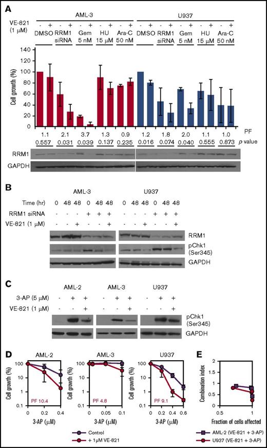Figure 3. The cytotoxic effect of RNR inhibition via siRNA-mediated gene knockdown or 3-AP treatment is potentiated by VE-821. (A) AML-3 (red bars) and U937 cells (blue bars) were treated with RNR RRM1 siRNA (24 hours before dosing), 5 nM Gem, 15 µM HU, 50 nM Ara-C, or vehicle control in the presence of 1 µM VE-821 or DMSO control. Cell survival was determined after 48 hours, and the bar chart shows cell growth relative to vehicle controls. Numbers below bars represent the VE-821-induced potentiation factor (PF) and P values for each treatment determined by a 2-tailed Student t test. Western blotting for RRM1 was also performed 48 hours posttreatment (below the bar chart). (B) AML-3 (left) and U937 cells (right) with and without siRNA-mediated RRM1 knockdown were treated with 1 µM VE-821 (or DMSO control) for 48 hours, and western blotting was performed for RRM1 and pCHK1 (Ser345). (C) AML-2, AML-3, and U937 cells were treated with 5 µM 3-AP (or vehicle control) in the presence of 1 µM VE-821 (or DMSO control) for 2 hours, and western blotting was performed for pCHK1 (Ser345). (D) AML-2, AML-3, and U937 cells were treated with 3-AP alone (purple circles) or in combination with 1 µM VE-821 (red circles), and cell survival (relative to respective vehicle controls) was determined after 96 hours. PFs were calculated at the highest dose of 3-AP. For all western blots, GAPDH was used as a loading control, and for potentiation assays, data represent the mean ± SD of 3 independent experiments.