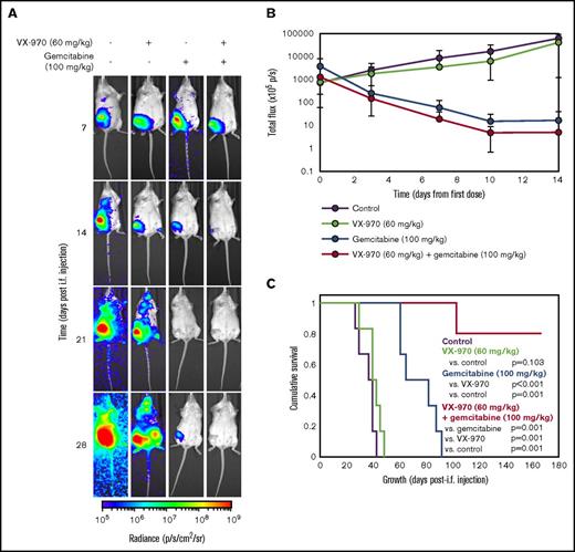 Figure 5. Cotreatment with Gem and VX-970 confers early disease control and increased overall survival in an orthotopic mouse model of AML. (A) Twenty-four female Rag2−/−gc−/− mice were injected intrafemorally (i.f.) with 5 × 105 MV4-11 luc+GFP+ cells, and treatment with 60 mg/kg VX-970, 100 mg/kg Gem, or both (or vehicle controls) was administered 7 to 21 days after injection, as detailed in the main article text. Bioluminescent imaging was performed at regular intervals to monitor disease burden. Shown are representative mice from each treatment arm at 7, 14, 21, and 28 days after injection. (B) Total flux (used to quantify disease burden) was measured from bioluminescent images during the treatment period. Data represent the mean ± SD for 6 mice in each treatment arm on indicated days after administration of the first dose. Some of the lower error bars (SD) have been omitted because they cannot be plotted on a log scale. (C) Overall event-free survival in each treatment arm was compared by Kaplan-Meier survival analysis. At termination of study on day 165, 4 mice in the VX-970 and Gem cotreatment arm remained alive and disease-free. See supplemental Figure 6. p/s/cm2/sr, photons per second per centimeter squared per steradian.