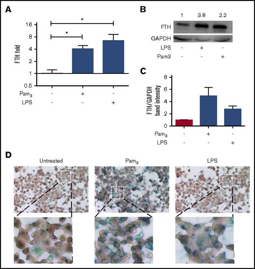 Figure 3. TLR2 induces intracellular iron sequestration through a hepcidin-independent mechanism. (A) Ferritin mRNA transcription levels from PMA-differentiated THP-1 cells treated with TLR2 or TLR4 ligands for 24 hours quantified by qRT-PCR and normalized against untreated controls. GAPDH expression was used as a relative control. (B) THP-1 cells treated as in panel A and cell lysates were subjected to immunoblotting with the antiferritin (anti-FTH) antibody. (C) Densitometry analysis from western blot in panel B. (D) Prussian blue staining of PMA-differentiated THP-1 cells treated as described in panel A. Low magnification field (×10) is shown above, with high magnification (×40) shown below. All data were from 3 independent experiments. *P < .05.