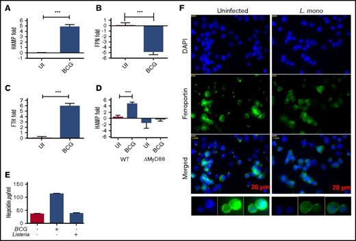Figure 7. BCG induces iron sequestration through hepcidin induction and ferroportin downregulation. (A-C) Transcriptional changes of hepcidin (A), ferroportin (B), and ferritin (C) expression in BCG-infected THP-1 cells differentiated with 50 nM of PMA for 24 hours. (D) Hepcidin mRNA levels of BCG-infected WT and ΔMyD88 THP-1 cells. (E) Hepcidin secretion in BCG- or L monocytogenes (L mono)–infected THP-1 cells differentiated as in panel A. (F) Ferroportin expression in L mono–infected THP-1 cells. All data were from 3 independent experiments. ***P < .001.