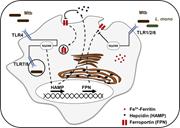 Graphical abstract for: Role of the hepcidin-ferroportin axis in pathogen-mediated intracellular iron sequestration in human phagocytic cells;