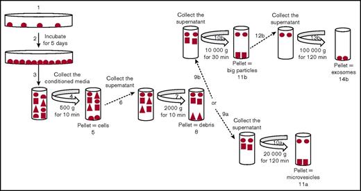 Figure 1. Purification of exosomes and MVs from tumor cells. Representative schema for the purification of exosomes and MVs by differential centrifugation. Tumor cells were seeded in dishes (1) and cultured for 5 days (2). The conditioned media were collected (3) and centrifuged at 500g (4) to eliminate the cells (5), and the supernatant was collected (6) and centrifuged at 2000g (7) to eliminate the cell debris (8). To isolate MVs, the supernatant was collected (9a) and centrifuged at 20 000g (10a). This pellet was used as a source of “MVs” (11a). To isolate the exosomes, the supernatant was collected (9b) and centrifuged at 10 000g (10b) to eliminate the large particles (11b). Then, the supernatant was collected (12b) and centrifuged at 100 000g (13b). The pellet was used as a source of “exosomes” (14b).