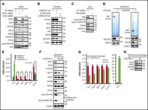 Figure 1. Reduced expression of Fe-S cluster biogenesis factors impairs the regeneration/repair of Fe-S proteins involved in mitochondrial oxidative metabolism. (A) Levels of lipoyl-PDH E2, SDHB, NDUFS1, and FECH in A549 cells decreased in response to silencing of NFS1 and ISCU. (B) Levels of SDHB and NDUFS1 decreased in CRISPR/Cas9 HSC20-knockout HEK293 cell mitochondrial lysates (crRNA HSC20). A scramble CRISPR RNA was used as control (crRNA NT CTRL). (C) Levels of lipoyl-PDH E2, lipoyl-αKGDH E2, SDHB, and NDUFS1 decreased in response to silencing of FXN. (D) Exposure of RAW264.7 cells to LPS and IFN-γ led to a decrease in RCI and RCII activity. (E) Activation of RAW264.7 cells with LPS or LPS/IFN-γ led to decreased mRNA levels of the Fe-S cluster biogenesis factors Nfs1, Iscu, Hscb, Fxn, and Lyrm4 (Isd11). (F) Protein levels of NFS1, ISCU, HSC20, ISD11, SDHB, and FECH and lipoylation of PDH E2 and αKGDH E2 decreased in RAW264.7 cells treated with LPS and IFN-γ. (G) Transcript levels of Iscu, Hsc20, Nfs1, Glrx5, and Lyrm4 decreased in peritoneal macrophages stimulated ex vivo with LPS and IFN-γ. (H) Protein levels of ISCU, NFS1, and HSC20 decreased in peritoneal macrophages stimulated ex vivo with LPS and IFN-γ. Actin or VDAC1 were used as loading controls. All data presented are representative of ≥3 independent experiments. NT, nontargeting.
