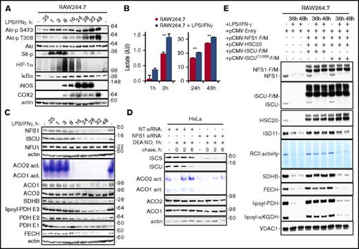 Figure 2. Repression of Fe-S cluster biogenesis factors amplifies NO-induced damage of Fe-S proteins. Exposure of RAW264.7 cells to LPS and IFN-γ led to rapid activations of the Akt, mTOR, HIF-1α, and NF-κB signaling pathways (A) and lactate production (B), followed by an induction of iNOS (A) and a concomitant decrease in the levels of NFS1, ISCU, SDHB, and FECH, aconitase activity, and lipoyl-PDH E2 (C). (D) HeLa cells transfected with NT siRNA or NFS1 siRNA were treated with 400 μM DEA-NO for 1 hour and then washed and incubated in fresh medium for up to 6 hours. In-gel assays indicated that aconitase activity recovered poorly in NFS1-depleted cells compared with control cells. (E) RCII activity and levels of SDHB, FECH, lipoyl-PDH, and lipoyl-KGDH were largely rescued by cotransfection of RAW264.7 cells with pCMV-NFS1-F/M, pCMV-ISCU-F/M, and pCMV-HSC20. In contrast, substitution of ISCU with a construct that expressed an inactive ISCU mutant (ISCU C138S) failed to restore RCII activity and the levels of SDHB, FECH, lipoyl-PDH, and lipoyl-KGDH. **P < .004.