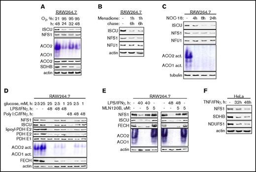Figure 3. Oxidative and nitrative stress and NF-κB signaling contribute to repression of Fe-S cluster biogenesis, whereas inhibition of TLR-driven glycolysis reduces the repression of NFS1 and ISCU. (A-B) ISCU levels decreased when RAW264.7 cells were exposed to 95% oxygen (A) or menadione (B). (C) ISCU levels decreased when RAW264.7 cells were exposed to the NO donor (NOC-18). (D) Low glucose concentrations in the media mitigated the LPS/IFN-γ– or poly(I:C)/IFN-γ–induced suppression of NFS1 and ISCU and partially rescued lipoyl-PDH E2 and FECH levels and aconitase activity. (E) Repression of NFS1 was mitigated by pretreating RAW264.7 cells with MLN120B, an inhibitor of NF-κB signaling, for 1 hour before the addition of LPS/IFN-γ. (F) Levels of NFS1, SDHB, and NDUFS1 decreased in HeLa cells in response to TNF and IFN-γ.