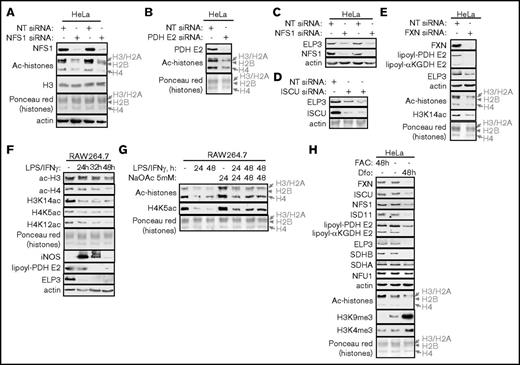 Figure 4. Restriction of Fe-S cluster biogenesis impairs PDHc and ELP3 function, resulting in decreased overall histone acetylation. (A-B) Knockdown of NFS1 (A) or PDH E2 (B) resulted in decreased histone acetylation (ac-histones) in HeLa cells. (C-D) Knockdown of NFS1 (C) or ISCU (D) reduced levels of the acetyltransferase ELP3. (E) Knockdown of FXN decreased lipoylation of PDH E2 and αKGDH E2, decreased ELP3 levels, and decreased acetylation of histones. (F) Histone acetylation decreased in RAW264.7 cells activated with LPS/IFN-γ. (G) Acetate supplementation mitigated the LPS/IFN-γ–induced decrease in histone acetylation. (H) Treatment of HeLa cells with the iron chelator deferoxamine (Dfo) decreased levels of FXN, ISCU, NFS1, ISD11, lipoyl-PDH E2, ELP3, and SDHB, decreased overall histone acetylation, and increased H3K9me3 modifications.