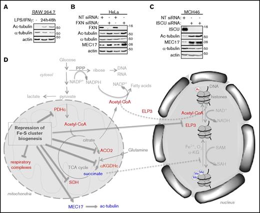 Figure 5. Restriction of Fe-S cluster biogenesis increases expression of the acetyltransferase MEC17 and induces hyperacetylation of tubulin. (A) LPS/IFN-γ activation of RAW264.7 cells increased acetylated α-tubulin (ac-tubulin) levels. (B-C) Levels of the cytosolic acetyltransferase MEC17 and tubulin acetylation increased in response to knockdown of FXN (B) or ISCU (C). (D) Schematic illustrating how restriction of the Fe-S cluster biogenesis machinery may increase (blue) or decrease (red) key metabolites and proteins important in metabolic and epigenetic remodeling.