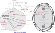 Graphical abstract for: TLR-activated repression of Fe-S cluster biogenesis drives a metabolic shift and alters histone and tubulin acetylation;