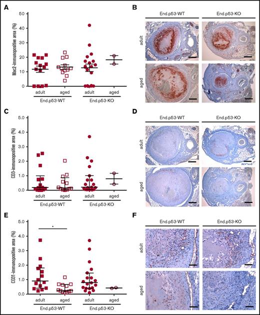 Figure 3. Immunohistochemical analysis of thrombus inflammation and angiogenesis. Thrombosed IVC segments of adult and aged End.p53-WT or End.p53-KO mice were examined 21 days after surgery. (A) Quantitative analysis of the Mac2-immunopositive area per thrombus area. (B) Representative images. Scale bars represent 200 µm. (C) Quantitative analysis of the CD3-immunopositive area per thrombus area. (D) Representative images. Scale bars represent 200 µm. (E) Quantitative analysis of the CD31-immunopositive area per thrombus area. *P < .05. (F) Representative images. Scale bars represent 50 µm. Individual values and the mean ± SEM (A) or the median ± interquartile range (C,E) are shown.