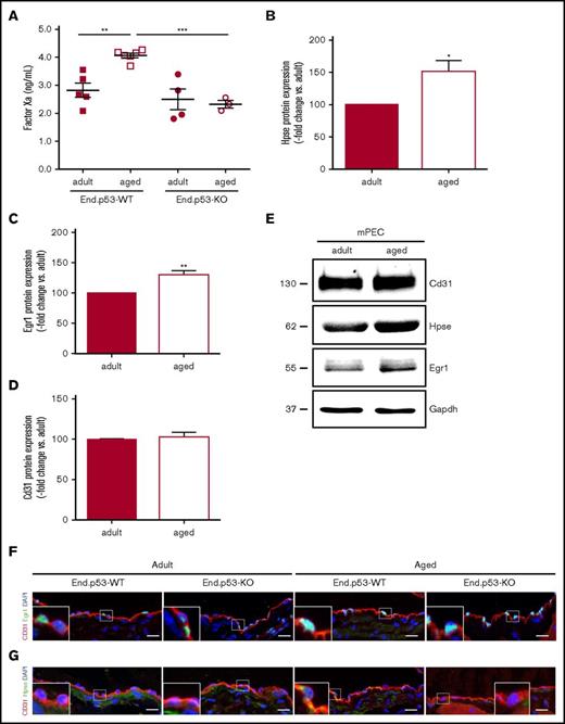Figure 4. Plasma factor Xa levels and expression of heparanase in murine endothelial cells. (A) Active factor X levels were examined in plasma of End.p53-WT and End.p53-KO mice, aged 12 weeks (adult) or 12 months (aged), as described in “Methods.” Graphs show individual values as well as the mean ± SEM per group. **P < .01 and ***P < .001. Primary endothelial cells were isolated from lungs of adult and aged WT mice and examined for the expression of (B) heparanase (Hpse), (C) Egr1, and (D) the endothelial marker Cd31 (n = 4 biological replicates per group). (E) Representative western blot membrane. Vena cava segments were obtained from adult and aged End.p53-WT and End.p53-KO mice, cryoembedded and examined for the expression of Egr1 (F) or Hpse (G; green signal) and Cd31 (red signal) using immunofluorescence. Representative confocal microscopy images are shown. Scale bars represent 10 µm.