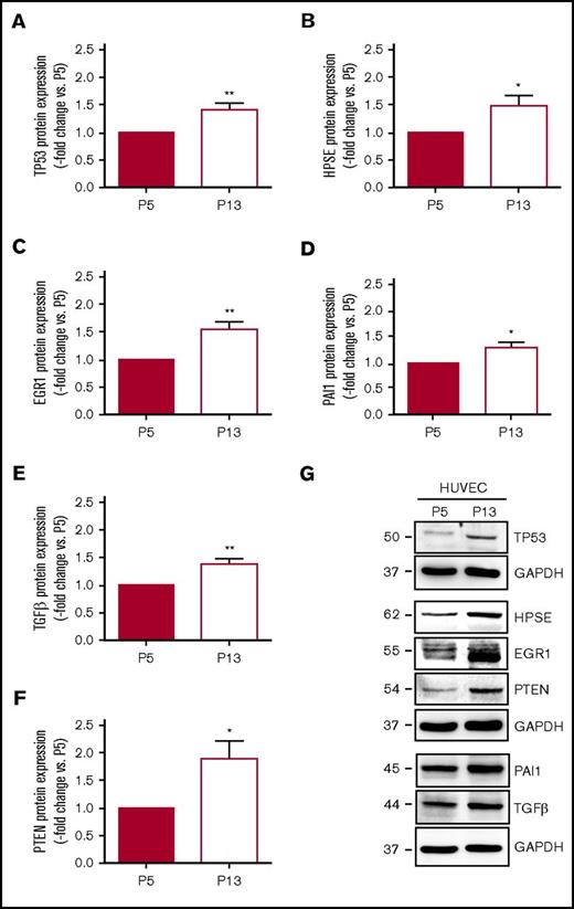Figure 5. Protein expression of factors involved in thrombosis and fibrinolysis in human vein endothelial cells. HUVECs were passaged from passage 5 (P5) to 13 to induce replicative senescence and the protein expression of (A) tumor suppressor p53 (TP53), (B) heparanase (HPSE), (C) EGR1, (D) PAI-1, (E) TGFβ, and (F) PTEN was analyzed using western blot. *P < .05 vs HUVEC at P5 (set at 1); **P < .01. (G) Western blot membrane images representative for n = 6 biological replicates. GAPDH expression was examined as control for equal protein loading and is shown for the results of the same membrane. Numbers on the left indicate the molecular weight of the bands.