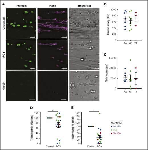 Figure 5. mAb-RC3 inhibits platelet procoagulant activity during ex vivo human whole blood flow. (A) Representative images and (B-E) quantitation of human thrombi formed after 3 minutes of a whole blood thrombosis assay using donors subsequently genotyped as homozygous at rs773902 for Thr120 or Ala120, or as heterozygous. (A) Shown are thrombin (green, thrombin probe), fibrin (purple, anti-fibrin), and brightfield image of thrombi. Note that the direct thrombin inhibitor, hirudin (800 U/mL), abolished thrombin activity and fibrin accumulation despite continued platelet deposition. Scale bars, 20 μm. No differences in (B) thrombin activity or (C) fibrin volume were observed between thrombi formed in individuals expressing the indicated PAR4 genotypes. Pretreatment with mAb-RC3 (100 μg/mL) significantly inhibited both (D) thrombin activity and (E) fibrin formation. Note that all blood donors were pooled in panels D and E with the different genotypes highlighted by the colors as indicated. Data are mean ± standard error of the mean of N = 3 to 8 per genotype and was analyzed by 1-way ANOVA (B-C) or unpaired Student t test (D-E). *P < .05.