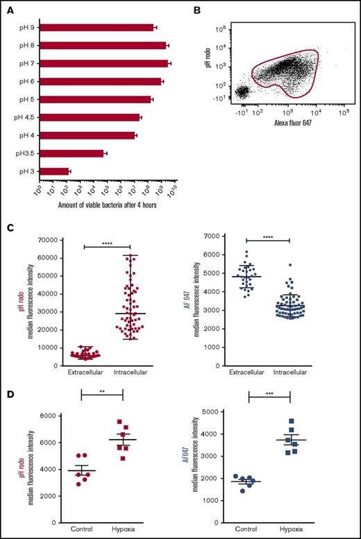 Figure 3. Bacteriostasis parallels phagosomal acidification. (A) Growth capacity of MRSA cultured in medium with variable pH (n = 5). Data are mean + SEM. (B) Representative data from flow cytometric analysis of isolated neutrophils after incubation for 60 minutes with dual-labeled SA bioparticles and 40% serum in shaken suspension. Phagocytosing neutrophils were gated on the basis of AF647 positivity. (C) Isolated neutrophils were incubated in suspension with dual-labeled SA bioparticles in the presence of 40% serum and were placed under the microscope. Median pHrodo (left panel) and AF647 (right panel) fluorescence intensity of individual intra- and extracellular bioparticles was determined after 60 minutes using fluorescence microscopy (representative experiment; n = 5). Horizontal lines are medians ± SEM, and data were compared by using Mann-Whitney U tests. ****P < .0001. (D) Neutrophils were incubated with dual-labeled SA bioparticles in suspension in the presence of 40% serum in either normoxic or hypoxic conditions (n = 6). pHrodo (left panel) and AF647 (right panel) fluorescence of neutrophils was determined after 120 minutes by flow cytometry. Data are mean ± SEM. **P < .01; ***P < .001 as determined by Student t test for paired samples.