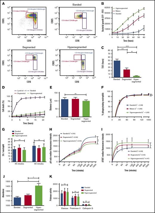 Figure 4. Changes in intracellular containment in subsets of neutrophils is associated with increased intraphagosomal pH and decreased HOCl production. (A) Healthy volunteers provided blood samples 180 minutes after injection of LPS. Neutrophils were fluorescence-activated cell sorted based on expression of FcyRIII (CD16) and L-selectin (CD62L). (B) Mean fluorescence of coculture of sorted neutrophil subsets (5 × 106/mL) and SA-GFP (3 × 106 CFUs per mL) in fibrin gels (n = 8). (C) Corresponding TUO of experiments described in panel B (n = 8). (D) Percentage of cell death over time as determined by propidium iodide staining in fibrin gels; propidium iodide was added to the coculture of 5 × 106 neutrophils per mL in fibrin gels. (E) Migration of sorted neutrophil subsets in fibrin gels toward the bacterial peptide fMLP as studied under light microscopy. (F) Phagocytosis, as defined by neutrophil AF647 positivity, was determined over time for sorted neutrophil subsets incubated in shaken suspension with dual-labeled SA bioparticles and 40% serum using flow cytometry (n = 8). (G) Quantitative fluorescence microscopy of the number of SA bioparticles per neutrophil for sorted subsets incubated in fibrin gels after 45 and 90 minutes (n = 5). (H) Neutrophil subsets were incubated with dual-labeled SA bioparticles in shaken suspension with 40% serum (n = 8). pHrodo and (I) AF647 fluorescence were determined over time by using flow cytometry. (J) Neutrophil subsets were lysed and MPO abundance was determined (n = 3). (K) Supernatants from degranulated neutrophil subsets were incubated with protease-specific fluorescent substrates, and activity was determined by using a fluorescence plate reader (n = 4). Significance for panels C, E, G, J, and K was determined by RM 1-way ANOVA followed by Tukey’s multiple comparison test. In panels F, H, and I, data points are the mean. Lines represent the predicted value after 1-phase association nonlinear regression analyses of the data, and 1-way ANOVA was applied to the predicted plateaus. Goodness of fit was assessed by calculating the correlation coefficient (r2) and visual examination of the data. Data are mean + SEM or mean ± SEM. *P < .05; **P < .01; ***P < .001; ****P < .0001.