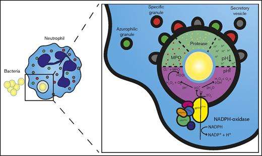 Figure 5. Schematic representation of neutrophils oxidative (pink) and nonoxidative (green) intraphagosomal antimicrobial mechanisms after ingestion of a bacterium.