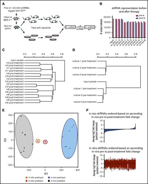 Figure 1. RNAi screening for genetic mediators of response to dasatinib in vivo using a transplantable BCR-ABL1+BCP-ALL model. (A) Schematic representation of the longitudinal screening strategy. BCR-ABL1+ BCP-ALL cells were infected with a pool of 25 206 shRNAs tagged with GFP at MOI <1. GFP+ cells were isolated 48 hours postinfection by FACS, and cultured for 3 days before plating in 3 replicate cultures for in vitro screen and 4 days before injection into 8 nonirradiated syngeneic mice for in vivo screen. Input samples were taken at beginning of screens; pretreatment samples were taken after disease developed from cultures or blood of recipient mice, then mice/cultures were treated with dasatinib, allowed to relapse, and then posttreatment samples were taken from cultures or blood of recipient mice. Dasatinib was used in vitro at 0.6 nM (∼LD30) for 3 days, and in vivo at 10 mg/kg for 3 days once per day (q.d.) starting at 11 days postinjection. Hairpin representation was determined by high-throughput sequencing. (B) Bar graph showing the number of unique hairpins (1 or more reads) detected in each in vivo and in vitro screen sample both before (pre-tx) and after treatment (post-tx), as well as at transplant/plating (input). (C-D) Dendrograms generated by hierarchical clustering of normalized hairpin representation in vivo (C) and in vitro (D). (E) Principal component analysis of log2 fold changes before (pre/input) and after treatment (post/pre) in vivo and in vitro. (F) Waterfall plots representing the log2 fold changes after dasatinib therapy of all shRNAs in the library in vivo (blue) and in vitro (red), with shRNAs arranged in rank ascending order based on their log2 fold change in vivo.
