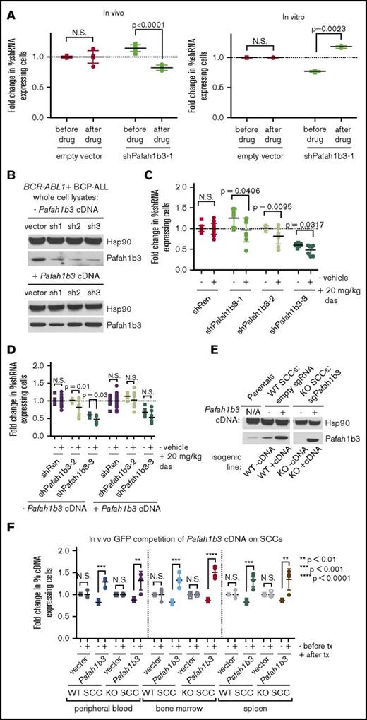 Figure 3. Pafah1b3 loss confers sensitivity to dasatinib specifically in vivo. (A) Scatterplots showing that the initial hairpin against Pafah1b3 from the 20K screen depletes significantly after dasatinib (das) treatment (20 mg/kg q.d. for 3 days starting 11 days postinjection of 106 BCR-ABL1+ BCP-ALL cells; 1 nM in culture for 3 days) in vivo (left) but not in vitro (right) in GFP competition assays performed as described in supplemental Figure 6; fold changes are normalized to empty vector. Values are an average of at least 7 mice per condition. (B) Western blot showing Pafah1b3 knockdown by shRNAs in the presence of absence of a Pafah1b3 cDNA in cultured BCR-ABL1+ BCP-ALL cells infected with cDNA and/or shRNA and sorted by flow cytometry or selected by antibiotic resistance for pure populations. shPafah1b3-1 is the initial shRNA identified in 20K screen that targets an exon; shPafah1b3-2 and shPafah1b3-3 are additional shRNAs targeting the 3′UTR of the Pafah1b3 gene. Hsp90 is used as a loading control; Hsp90 and Pafah1b3 panels of the same lysates are different exposures of the same blot. −/+ cDNA lysates were run on distinct blots. (C) Scatterplot showing fold change in percentage of shPafah1b3-expressing cells from transplant to morbidity in both untreated and dasatinib-treated (20 mg/kg, 3 days q.d. starting 11 days postinjection of 106 BCR-ABL1+ BCP-ALL cells) mice. GFP competition is performed as described in supplemental Figure 6, except that some mice are treated with vehicle instead of dasatinib, and no pretreatment sample is taken. − indicates vehicle-treated mice (morbidity/transplant); + indicates dasatinib-treated mice (morbidity/transplant). Fold changes are normalized to shRenilla; values are an average of at least 7 mice per condition. (D) Scatterplot showing fold change in percentage of shPafah1b3-expressing cells that coexpress either the Pafah1b3 cDNA or an empty GFP vector from transplant to morbidity in both untreated and dasatinib-treated (20 mg/kg, 3 days q.d. starting 11 days postinjection of 106 BCR-ABL1+ BCP-ALL cells) mice. − indicates vehicle-treated mice (morbidity/transplant); + indicates dasatinib-treated mice (morbidity/transplant); the presence or absence of the Pafah1b3 cDNA is noted below the x-axis. Fold changes are normalized to shRenilla vector for matching cDNA condition. GFP competition assays are performed as in panel C. Values are an average of at least 7 mice per condition. (E) Western blot showing Pafah1b3 expression in single-cell clones (SCCs) generated by using CRISPR/Cas9 empty constructs (WT −cDNA, WT +cDNA) or CRISPR/Cas9 constructs targeting the Pafah1b3 gene (KO −cDNA, KO +cDNA), with or without rescue of Pafah1b3 protein levels via expression of the Pafah1b3 cDNA. Each pair of isogenic lines was created from a single SCC. Hsp90 is used as a loading control. Hsp90 and Pafah1b3 panels of the same lysates are different exposures of the same blot; WT vs KO SCCs are from the same exposure(s) of the same blot, but are edited to remove clones that were not used in subsequent experiments. (F) Scatterplot showing fold change in cDNA-expressing cells on either Pafah1b3 WT or KO backgrounds before and after dasatinib treatment (20 mg/kg, 3 days q.d. starting 7 days postinjection of 106 BCR-ABL1+ BCP-ALL cells) in mouse PB, BM, and SPL, as normalized to an empty vector control. Pre- and posttreatment samples are taken from distinct mice rather than longitudinally sampled. − indicates fold change before treatment (pre/transplant); + indicates fold change after treatment (post/pre). Fold changes are normalized to empty vector control within each organ for the same SCC (WT or KO). GFP competition assays are performed as described in supplemental Figure 6, except timing of treatment is changed as noted, and mice are not longitudinally sampled. Values are an average of at least 3 mice per condition and time point. Error bars in all panels indicate standard deviation; P values were calculated using the Student t test.