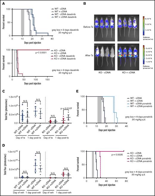 Figure 5. CRISPR/Cas9-mediated KO of Pafah1b3 in BCR-ABL1+BCP-ALL cells results in increased survival of leukemia-bearing mice after TKI treatment. (A) Survival analysis of dasatinib-treated mice receiving 104 WT-cDNA or WT+cDNA cells (top) or KO −cDNA or KO +cDNA cells (bottom). Significance was calculated using the Mantel-Cox test; the gray rectangle indicates the time period (3 days q.d. starting at 9 days postinjection) over which dasatinib was administered at 20 mg/kg. Ten mice per condition were used in 2 independent experiments. (B) In vivo luminescent imaging of representative mice before and after dasatinib treatment of mice from survival curve shown in panel A that received KO −cDNA or KO +cDNA cells. Different color scales are used in before treatment and after treatment images to for visualization purposes, but images at each time point use the same color scale and duration of exposure. Bioluminescent images were collected using a Xenogen IVIS system and analyzed using Living Image version 4.4 software (Caliper Life Sciences). (C-D) Scatterplots quantifying in vivo luminescent imaging data (total flux = photons per second) before and after dasatinib treatment (C) or vehicle treatment (D) of mice from survival curves shown in panel A. Values are an average of at least 8 mice per genotype. Error bars indicate standard deviation; P values were calculated using the Student t test. (E) Survival analysis of ponatinib-treated mice receiving 104 WT −cDNA or WT +cDNA cells (top) or KO −cDNA or KO +cDNA cells (bottom). Significance was calculated using the Mantel-Cox test; the gray rectangle indicates the time period (4 days q.d, starting at 11 days postinjection) over which ponatinib was administered at 30 mg/kg. Five mice were used per condition.