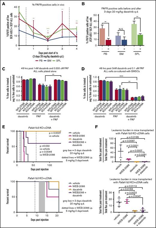 Figure 6. PAF/PAFR signaling pathway is partially responsible for in vivo sensitization to TKI treatment upon Pafah1b3 loss. (A) Line graph showing the percentage of PAFR-expressing cells, of total leukemia cells, in mouse PB, BM, and SPL during dasatinib treatment. Mice were injected with 106 BCR-ABL1+ BCP-ALL cells expressing tdtomato fluorescent protein, and were then treated with dasatinib (20 mg/kg q.d. for 3 days, starting at 11 days postinjection). Samples of mouse blood, BM, and SPL were taken from 3 mice/day starting on day 11 postinjection prior to dasatinib treatment, and were assessed for percentage of cells expressing PAFR on their surface via flow cytometry by staining cells with an anti-PAFR antibody conjugated to FITC and measuring the percentage of FITC+ cells of tdtomato+ cells. (B) Bar graph summarizing total percentage of leukemia cells expressing surface PAFR from before treatment (−) and 1 day after dasatinib treatment (+) time points from experiment shown in panel A. At least 3 mice were used per time point. (C-D) Bar graphs showing cell viability of BCR-ABL1+ BCP-ALL cells cultured in vitro either alone (C) or with BMSCs (D) after treatment with dasatinib alone, PAF alone, or a combination or dasatinib + PAF. Viability is normalized to untreated cells cultured in parallel in all cases, and is measured via flow cytometry after 48 hours of treatment by staining with 4′,6-diamidino-2-phenylindole (DAPI) as a cell exclusion stain. Drugs were used at an ∼LD85 for dasatinib and ∼LD55 for PAF when dosed alone, with the same dose of each drug used for the combination treatment; higher doses are needed to achieve equivalent killing when leukemia cells are cocultured with BMSCs, so dosage is adjusted accordingly. Three culture plates are used per condition. (E) Survival analysis of dasatinib-treated mice receiving 104 KO −cDNA (top) or KO +cDNA (bottom) cells in the presence of absence of the PAFR antagonist WEB-2086. WEB-2086 was given 3 times per week intraperitoneally (i.p.) at 5 mg/kg starting 9 days postinjection; dasatinib was given at 20 mg/kg q.d. for 3 days starting 11 days postinjection. Significance was calculated using the Mantel-Cox test; 3 to 5 mice were used per condition and genotype. (F) Scatterplots showing fold change in leukemic burden of mice from survival curves in depicted in panel E of mice receiving transplants of KO −cDNA (top) or KO +cDNA (bottom) cells as measured by in vivo bioluminescent imaging (total flux = photons per second) from start of treatment to 1 day post end of treatment. The posttreatment burden for each mouse is normalized to the pretreatment burden of that same mouse. Bioluminescent images were collected using a Xenogen IVIS system and analyzed using Living Image version 4.4 software (Caliper Life Sciences). Error bars represent standard deviation; P values were calculated using the Student t test.