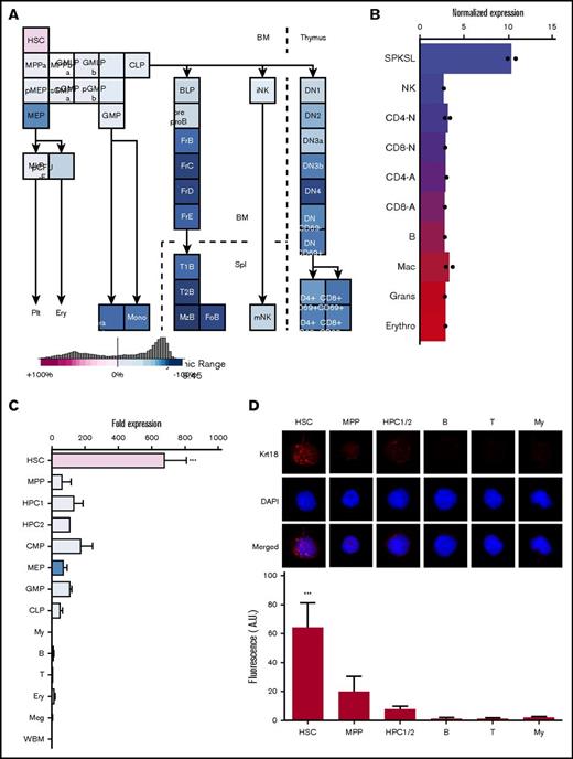 Figure 1. HSCs exhibit high Krt18 expression. (A-B) Expression levels of Krt18 in the hematopoietic system determined by the Gene Expression Commons (A; https://gexc.riken.jp/) and by the hematopoietic fingerprints (B; http://franklin.imgen.bcm.tmc.edu/loligag/). (C) Expression of Krt18 in the hematopoietic system determined by quantitative PCR. Expression levels of Krt18 were normalized with β-actin, and fold change in expression levels was normalized to the expression levels of whole bone marrow (WBM) (n = 3-4). Color codes of each population were taken from panel A. (D) Immunofluorescence staining of HSCs and the indicated cell populations for Krt18 protein. HSCs had significantly higher protein expression levels of Krt18 than any other population. Signal intensities of each cell were normalized to that of a negative control (secondary antibody only). All data represent mean ± standard deviation; ***P < .001 by 1-way ANOVA with post hoc Tukey’s multiple comparison test against all other groups. B, B cell; BLP, earliest B-lymphoid progenitor; DN, double-negative T cell; DP, double-positive T cell; FoB, folicular B cell; FrB-D, fraction B-D B cell; GMLP, granulocyte/macrophage/lymphoid progenitor; Gra Gr+, granulocyte; MkP, megakaryocyte progenitor; mono, monocyte; My, myeloid cell; MzB, marginal zone B cell; NK, natural killer cell; p-CFU-E, pre–colony forming unit-erythroid; pGMP, pre–granulocyte/macrophage progenitor; pMEP, pre–megakaryocyte/erythrocyte progenitor; sCMP, strict common myeloid progenitor; T, T cell.