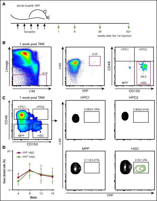 Figure 2. Krt18-CreER labels HSCs. (A) Experimental setup. Krt18-CreER/YFP mice (3-6 months old) were injected with tamoxifen for 5 days and analyzed at 1, 4, 26, and ∼52 weeks after the first injection. (B) Representative flow cytometry plot at 1 week after the first tamoxifen treatment. A total of 80% to 90% of Lineage−YFP+ cells were HSCs. The numbers indicate the frequencies of cells in the indicated gate in respect to the parental gate. (C) Representative flow cytometry plots of LSK fraction separated by CD150 and CD48 to identify HSCs, MPPs, HPC1, and HPC2 at 1 week. Approximately 2% of HSCs were YFP+, whereas YFP+ cells in other immature populations were rare. (D) 30 YFP+ and YFP− HSCs were isolated and competitively transplanted. There were no significant differences in the reconstitution levels between the 2 groups (n = 3). Error bars in panel D represent SEM.