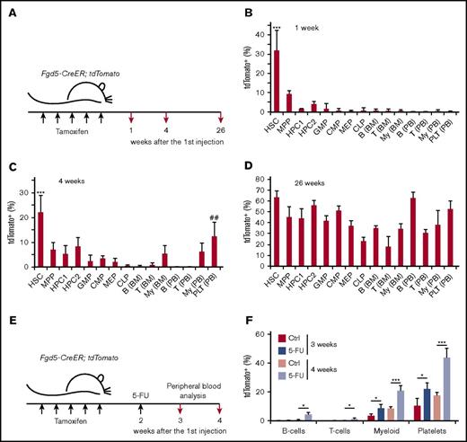 Figure 4. HSCs labeled by Fgd5-CreER contribute to steady-state hematopoiesis. (A) Experimental setup. Fgd5-CreER; tdTomato mice (3-6 months old) were injected with tamoxifen for 5 days and analyzed at 1, 4, and 26 weeks after the first injection. (B-D) Longitudinal analysis of tdTomato+ fraction in the indicated populations at 1 (B), 4 (C), and 26 (D) weeks after tamoxifen treatment (n = 3-9). (E) Experimental setup to examine the effect of 5-FU treatment on Fgd5-CreER–based labeling. Fgd5-CreER; tdTomato mice were injected with tamoxifen for 5 days, then with 5-FU at 2 weeks after the first tamoxifen injection. Peripheral blood (PB) was analyzed at weeks 3 and 4 (n = 3-4). (F) Peripheral blood analysis for tdTomato+ cells in the indicated population revealed increased tdTomato+ cells after 5-FU treatment. All data represent mean ± SEM. In panels B-D, ***P < .001 (1-way ANOVA with post hoc Tukey’s multiple comparison test against all other groups) and ##P < .01 (1-way ANOVA with post hoc Tukey’s multiple comparison test against all other groups except for HSC and HPC2). In panel F, *P < .05 and ***P < .001 (Student t test). PLT, platelet.