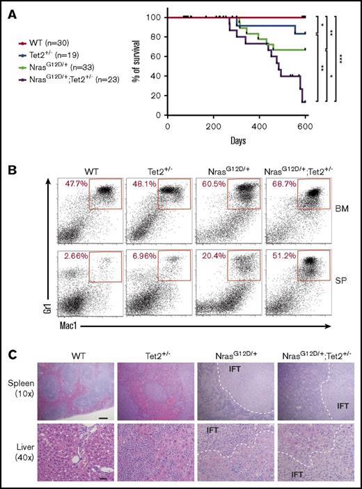 Figure 1. N-RasG12D and Tet2 haploinsufficiency induce accelerated CMML-like diseases in mice. (A) Kaplan-Meier survival curve of NrasG12D/+ (n = 33), Tet2+/− (n = 19), NrasG12D/+/Tet2+/− (n = 23), and control WT littermates (n = 30). The log-rank test was used to assess statistical significance. (B) Representative flow cytometry analysis of BM cells and splenocytes (SPs) from diseased mutant mice and age-matched WT controls. The frequency of myeloid cells is determined with markers of Mac-1 and Gr-1 (Mac-1+Gr-1low and Mac-1+Gr-1+). (C) Hematoxylin and eosin staining of spleen (scale bar represents 100 μm) and liver (scale bar represents 20 μm) sections from different groups of animals. Infiltration (IFT) of neoplastic cells is indicated. *P ≤ .05, **P ≤ .01, ***P ≤ .001.