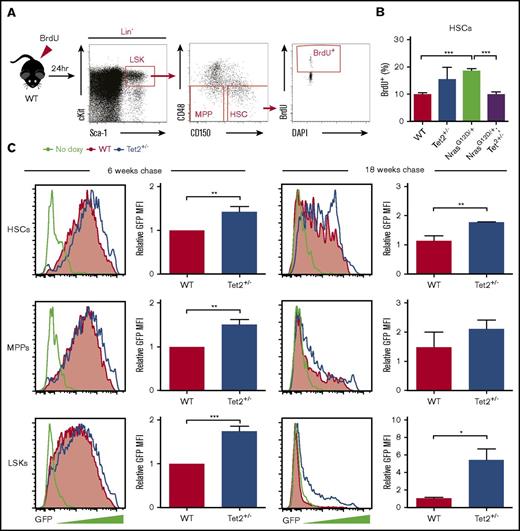 Figure 5. Tet2 haploinsufficiency decreases cell division in HSPCs. (A) Scheme of BrdU incorporation by HSCs. A 24-hour pulse of BrdU was administered to mice at 2 weeks after poly (I:C) treatment. Percentages of BrdU+ HSCs were analyzed by flow cytometry. (B) BrdU incorporation by HSCs from NrasG12D/+, Tet2+/−, NrasG12D/+/Tet2+/−, and littermate control mice (n = 4 per genotype). (C) GFP expression in HSCs, MPPs, and LSKs from Mx1-Cre/Tet2+/−/Col1A1-H2B-GFP/Rosa26-M2-rtTA (Tet2+/−) mice and littermate controls after labeling followed by 6 or 18 weeks of chase without doxycycline (doxy; n = 4 pairs of mice from 3 or 4 independent experiments). All mouse pairs were age and sex matched. Data represent mean ± standard error of the mean. Two-tailed Student t tests were used to assess statistical significance. *P ≤ .05, **P ≤ .01, ***P ≤ .001. MFI, mean fluorescence intensity.