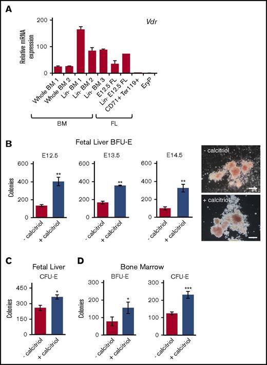 Figure 1. Activation of Vdr signaling stimulates the growth of EryD progenitors in fetal liver and bone marrow. (A) Real-time reverse transcription polymerase chain reaction (RT-PCR) analysis of RNA (10 ng) isolated from cells from BM (whole or Linneg), FL (whole, Linneg, CD71+Ter119+), or E8.5 yolk sac (GFP+ EryP1). Expression was normalized to Ubb. (B) E12.5, E13.5, and E14.5 Linneg FL cells were cultured in methylcellulose (3.3 × 104 cells/mL) in 1 mL total volume (35-mm dish), with or without calcitriol. The number of colonies was increased by treatment with calcitriol (photos of E12.5 Linneg FL BFU-E colonies on the right; scale bars, 100 μm). (For data in histogram, n = 3.) (C) E12.5 Linneg FL cells cultured in methylcellulose (1.6 × 103 cells/mL, 1 mL in 35-mm dish), with or without calcitriol. CFU-E colonies were scored after 2 or 3 days (n = 3). (D) Linneg BM (female) cells cultured in methylcellulose under conditions (see panels B and C) that support the growth of BFU-E or CFU-E, BFU-E (n = 2), and CFU-E (n = 5). Data were analyzed using an unpaired Student t test (**P < .01, B; *P < .05, C-D; ***P < .001, D). Biological replicates are represented. Error bars, ± standard error of the mean (SEM) for panels A-C and D (CFU-E) or standard deviation (SD) for panel D (BFU-E).