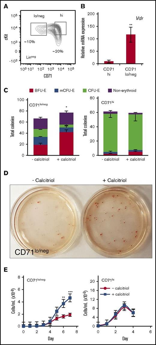 Figure 3. The Linneg cKit+ CD71lo/neg population of FL erythroid progenitors is the target of signaling through Vdr. (A) Representative flow cytometry plot showing the gating of E12.5 Linneg cKit+ FL cells based on CD71 expression. (B) Real-time RT-PCR analysis of Vdr RNA (10 ng) expression in ckit+CD71lo/neg and ckit+ CD71hi populations. Expression was normalized to Ubb (n = 3). (C) Distribution of colonies formed from ckit+CD71lo/neg and ckit+ CD71hi cells. Cells were sorted and cultured in methylcellulose (125 cells in 250 μL, 24-well dish) with or without calcitriol (n = 3). CD71lo/neg, but not CD71hi, cells responded to activation of Vdr (BFU-E + mCFU-E + calcitriol, 66% vs 49% − calcitriol). CD71hi cells produced comparable numbers of CFU-E in the presence or absence of calcitriol (89% vs 85%, respectively). (D) Photograph of plates of colonies formed from ckit+CD71lo/neg cells cultured in methylcellulose for 8 days. (E) Proliferation of ckit+CD71lo/neg or CD71hi cells cultured in MM with or without calcitriol. Stimulation of Vdr signaling resulted in a ∼2- to 3-fold increase in CD71lo/neg cell proliferation (n = 5). Data were analyzed using an unpaired Student t test (B-C) or 2-way ANOVA (E; *P < .05, C; **P < .01, B,E; ***P < .001, E). Error bars, ± SEM.