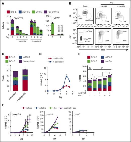 Figure 4. Vdr signaling maintains erythroid progenitor potential. (A) Colony-forming potential of ckit+CD71lo/neg or ckit+ CD71hi cells cultured under maturation conditions (in MM) with or without calcitriol and then transferred to methylcellulose (250 cells in 250 μL, 24-well dish) on the indicated days (n = 3). (B) Representative flow cytometry analysis of the expression of cKit or CD71 vs Ter119 for ckit+CD71lo/neg cells after 1 day in culture, with or without calcitriol (n = 3). (C) Distribution of colonies formed from ckit+CD71lo/neg cells (125 cells in 250 μL, 24-well dish) cultured in methylcellulose with or without calcipotriol (100 nM), a low calcemic synthetic derivative of calcitriol that is <0.5% to 1% as active as calcitriol in regulating calcium metabolism, because of pharmacokinetic differences38 (n = 3). (D) Proliferation of cKit+CD71lo/neg cells in MM with or without calcipotriol (n = 3). (E) Colony-forming potential of ckit+CD71lo/neg cells cultured in MM with or without dexamethasone (dex), calcitriol, or both ligands (100 nM) for 1 day and then transferred to methylcellulose (125 cells in 250 μL, 24-well dish) (n = 3). BFU-E and mCFU-E numbers were maintained in the presence of either ligand alone but the numbers increased if the 2 ligands were present together. (F) Proliferation of ckit+CD71lo/neg, CD71med, or CD71hi cells cultured in MM with or without calcitriol, dex, or both ligands (100 nM) (n = 3). Data were analyzed using an unpaired Student t test (C,E) or 2-way ANOVA (A,D,F; (*P < .05, C,E; **P < .01, A,D,F). Error bars, ± SEM.
