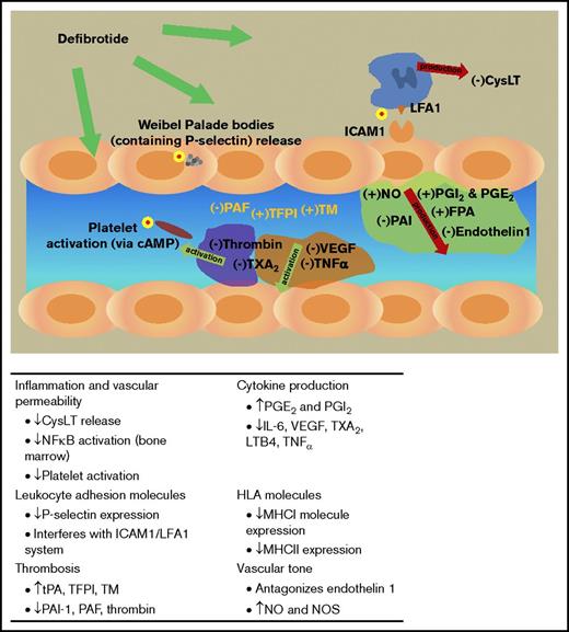 Figure 1. Proposed pharmacologic actions of defibrotide. Factors involved in coagulation are depicted in yellow, factors released from endothelial cells are in the green area, factors involved in endothelial cell activation are in the orange area, and factors involved in platelet activation are in the purple area. Yellow circle with red center, inhibition, increase (+) or decrease (–); green arrow, activation; red arrow, production. cAMP, cyclic adenosine monophosphate; CysLT, cysteinyl leukotriene; FPA, fibrinogen peptide A; ICAM, intracellular adhesion molecule; IL-6, interleukin 6; LFA1, leukocyte function-associated antigen 1; LTB4, antileukotriene B4; MHC, major histocompatibility complex; NFκB, nuclear factor kappa-light-chain-enhancer of activated B cells; NO, nitric oxide; NOS, nitric oxide synthase; PAI-1, plasminogen activator inhibitor-1; PAF, platelet-activating factor; PGE2, prostaglandin E2; PGI2, prostaglandin I2; TFPI, tissue factor pathway inhibitor; TM, thrombomodulin; TNFα, tumor necrosis factor-α; TXA2, thromboxane A2; VEGF, vascular endothelial growth factor. Reprinted from Pescador et al2 with permission.