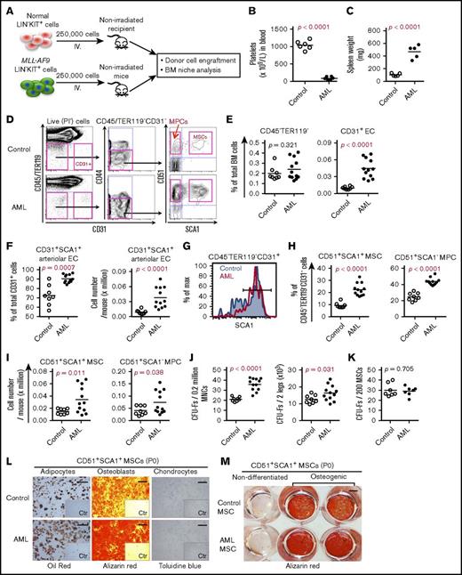Figure 1. BM cellular niche alterations in MLL-AF9 AML mice. (A) Strategy for establishing the MLL-AF9 mouse–induced AML mouse model. Normal and MLL-AF9–expressing BM KIT+ cells were transplanted to nonirradiated wild-type C57BL/6 mice. BM stromal cells from control and AML mice were collected and sorted by FACS for subsequent analysis when the mice receiving MLL-AF9–expressing cells developed AML. (B) Platelet numbers in the blood of the AML mice. (C) Increased spleen weight of AML mice. (D) Representative FACS profile showing the gating strategy used for analysis and sorting of BM MSCs and MPCs from control and AML mice. SCA1+CD51+ MSCs and SCA1−CD51+ MPCs were first gated within CD45−TER119−CD31−CD44− cells. CD31+ ECs were gated within CD45−TER119− cells. PI, propidium iodide. (E) Frequencies of CD45−TER119− cells and CD31+ ECs in AML mouse BM. (F) Frequency and absolute number of SCA1+CD31+ arteriolar ECs and SCA1−CD31+ sinusoidal ECs in AML mice. (G) FACS histogram of SCA1+ arteriolar ECs in AML mice. Cells were gated from CD45−TER119−CD31+ cells. (H) Frequencies of BM MSCs and MPCs in AML mice. (I) Absolute numbers of BM MSCs and MPCs in AML mice. (J) Increased frequency and absolute number of CFU-Fs in AML mice. (K) CFU-F activities in freshly sorted MSCs from control mice and AML mice. (L) Enhanced adipocyte and osteoblast differentiation potential of AML MSCs in vitro. The adipogenic, osteogenic, and chondrogenic differentiations were stained with oil red, alizarin red, and toluidine blue, respectively. Scale bars represent 250 μm (left), 500 μm (middle), and 100 μm (right). The inserts are the control (Ctr) images of the nondifferentiated culture. P0, postnatal day 0. (M) An overview image of alizarin red staining of the induced osteoblast differentiation of control and AML MSCs. Data were generated from the same experiment as shown in panel L. Scale bar, 500 μm. Statistical analysis was performed using an unpaired 1-tailed (B-C) or 2-tailed (E-K) Student t test or Mann-Whitney U test. Each dot represents data from an individual mouse. The horizontal bars show mean values. Data are from 2 independent experiments.