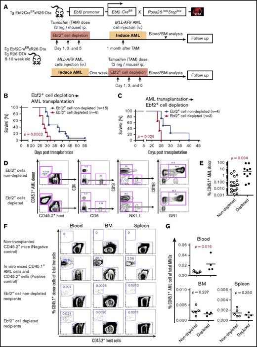 Figure 7. Ebf2+cell depletion accelerates AML development. (A) Experimental design. Eight- to 10-week-old Ebf2-CreER x Rosa26-loxpStoploxp-Dta and control single-transgenic mice were injected with TAM to induce specific deletion of Ebf2+ cells either 1 month prior to or 1 week after the transplantation of CD45.1+MLL-AF9 AML cells without irradiation. Survival of the mice was monitored after transplantation. BM stromal cells from the control and AML mice were collected and analyzed by FACS at the onset of AML. (B) Predepletion of Ebf2+ cells led to reduced survival of depleted mice compared with that of nondepleted recipient mice after transplantation of AML cells. Because the TAM injection was given just 1 week after AML cell transplantation, all recipients were male mice to avoid TAM-induced effects. Survival differences were tested using a log-rank (Mantel-Cox) test in Prism 6.0. (C) Deletion of Ebf2+ cells after AML cell transplantation caused shorter latency and reduced survival of Ebf2+ cell–depleted recipients compared with nondepleted recipient mice. The difference in survival rate was tested using a log-rank (Mantel-Cox) test in Prism 6.0. (D) Representative FACS profiles showing AML engraftment and host-derived total cells and blood lineages, including T (CD4+/CD8+), B (CD19+), natural killer (NK1.1+), and myeloid (CD11B+GR1+) cells 22 days after transplantation. (E) Increased total AML cell engraftment in the PB of the Ebf2+ cell–depleted recipient. (F-G) Homing of AML cells into Ebf2+ cell–depleted recipient mice after transplantation. CD45.1+ AML cells (10 million per mouse) were transplanted into Ebf2+ cell–nondepleted (n = 5) and Ebf2+ cell–depleted (n = 4) mice via tail vein injection 1 month after TAM treatment. Blood, femur, and spleen of recipients were harvested 3 hours after transplantation, and homing of donor CD45.1+ AML cells were examined by FACS based on CD45.1 expression. (F) Representative FACS profiles showing AML cells in PB, BM, and spleen after transplantation. The numbers in the panels are the frequencies of donor AML cells among the total number of nucleated cells in each organ. (G) Frequencies of donor cells among the total number of nucleated cells in recipient PB, BM, and spleen. Differences were determined using an unpaired parametric Student t test or Mann-Whitney U test. Horizontal bars represent mean values in panels E,G. Data are from 2 independent experiments.