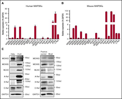 Figure 1. MAP3K expression profiles in human and mouse platelets. Relative mRNA levels of MAP3Ks in human platelets (H-plt) (n = 3) (A) and in mouse platelets (M-plt) (n = 3) (B). Data are mean ± SD. (C) Expression of MEKK3, MEKK5, MLK3, A-Raf, B-Raf, and C-Raf in H-plt and M-plt was detected by western blot. Proteins extracted from HeLa cells were used as positive controls for human MAP3K detection. NIH 3T3 cells were used as positive controls for mouse MLK3, A-Raf, and C-Raf detection; mouse heart tissue was used as positive controls for MEKK3 and MEKK5 detection; and mouse leukocytes were used as positive controls for B-Raf detection. GAPDH was used to verify equal loading.