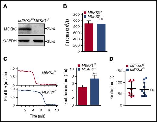 Figure 2. MEKK3 deficiency delayed arterial thrombosis but had no effect on platelet counts or hemostasis. (A) Washed platelets were prepared from MEKK3f/f and MEKK3−/− mice. Western blot results show that MEKK3 was depleted in MEKK3−/− platelets. (B) Platelet counts in the peripheral blood of MEKK3f/f and MEKK3−/− mice (n = 10; mean ± SD; P > .05). (C) The mouse carotid artery was treated with 10% FeCl3 for 3 minutes, and blood flow traces were monitored (n = 10, mean ± SD). (D) Mouse tail-bleeding time was determined as the time to visual cessation of bleeding (n = 10, mean ± SD; P > .05). ***P < .001. ns, not significant.