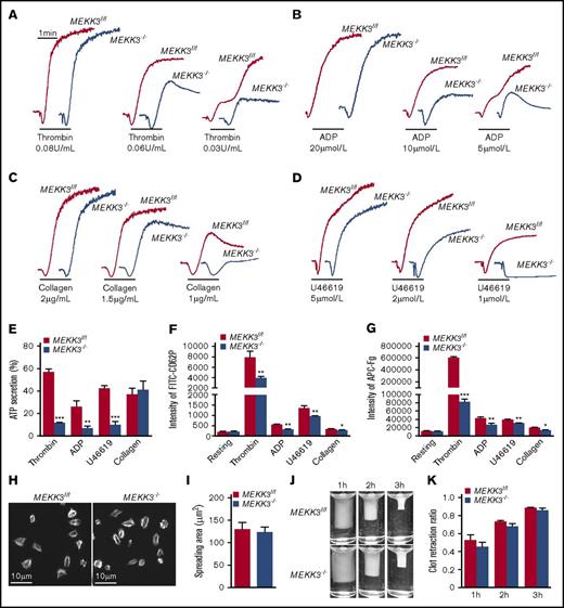 Figure 3. MEKK3 regulates platelet activation through integrin αIIbβ3–mediated inside-out signaling. Aggregation traces of washed MEKK3f/f and MEKK3−/− platelets treated with thrombin (A), ADP (B), collagen (C), or U46619 (D) were measured by aggregometry. (E) ATP secretion by MEKK3f/f and MEKK3−/− platelets induced by 0.06 U/mL thrombin, 10 µmol/L ADP, 2 µmol/L U46619, or 1.5 µg/mL collagen (n = 3, mean ± SD). (F) Expression of P-selectin in MEKK3f/f and MEKK3−/− platelets stimulated with 0.05 U/mL thrombin, 10 µmol/L ADP, 5 µmol/L U46619 or 2 µg/mL collagen was analyzed by flow cytometry. P-selectin expression was presented as mean fluorescence density (n = 3, mean ± SD). (G) Binding of Alexa Fluor 647–conjugated Fg to washed MEKK3f/f and MEKK3−/− platelets stimulated with 0.05 U/mL thrombin, 10 µmol/L ADP, 5 µmol/L U46619, or 2 µg/mL collagen. The results are expressed as mean fluorescence intensity (n = 3, mean ± SD). (H) Representative phalloidin staining and quantification of washed MEKK3f/f and MEKK3−/− platelets spreading on immobilized Fg for 90 minutes. (I) Quantification of the areas of spreading platelets in (H) (n = 4, mean ± SD; P > .05). (J) Representative pictures of the clot retraction of washed MEKK3f/f and MEKK3−/− platelets stimulated by 1 U/mL thrombin. (K) The 2-dimensional area of clots in panel J. Data are expressed as retraction ratios (n = 3, mean ± SD; P > .05). *P < .05, **P < .01, ***P < .001.
