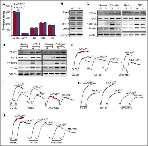 Figure 4. MEKK3 regulates platelet activation through ERK1/2 and JNK2. (A) Expression levels of β3, GPIbα, GPVI, α2b, and α2 proteins in MEKK3f/f and MEKK3−/− platelets were detected using flow cytometry. The results are expressed as mean fluorescence intensity (n = 3, mean ± SD; P > .05). (B) Lysates of washed MEKK3f/f and MEKK3−/− platelets were probed for the expression of p38, ERK1/2, JNK, and ERK5 proteins. Washed MEKK3f/f and MEKK3−/− platelets were stimulated with 0.06 U/mL thrombin or 10 µmol/L ADP (C) or with 2 µmol/L U46619 or 1.5 μg/mL collagen (D) for 3 minutes, and the lysates were probed with phospho-specific antibodies for p38, ERK1/2, JNK, or ERK5 to quantify MAPK activation. GAPDH was used to verify equal loading. Aggregation of washed MEKK3f/f and MEKK3−/− mouse platelets in response to 0.05 U/mL thrombin (E), 10 µM ADP (F), 1.5 µg/mL collagen (G), and 2 µM U46619 (H) in the presence of 5 µM JNK inhibitor SP600125 or 5 µM MEK1/2 inhibitor U0126. At least 3 independent experiments were performed.