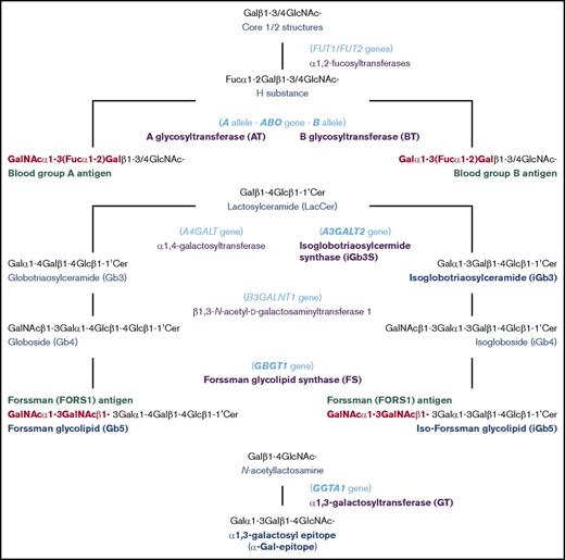 Figure 1. Schematic representation of biosynthesis of blood group A, B, FORS1, and related antigens. The biosynthetic pathways of blood group A, B, FORS1, and related glycan antigens are schematically shown. The gene names, glycan names, and transferase names are shown in light blue, dark blue, and purple, respectively. Important genes/transferases/glycans are shown in bold. The immunodominant epitopes of A, B, and FORS1 are shown in red and bold.