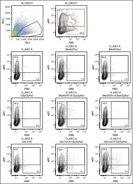 Figure 2. Cytometry analysis of COS1(B3GALNT1) cells transfected with M_GBGT1, H-ABO-A, and 8 representative human A transferase derivative constructs. Cells were cotransfected with DNA from selected expression constructs together with a vector expressing mRFP. Cells were then detached and stained with anti-FORS1 antibody followed by AF488-conjugated secondary antibody. The first 2 panels correspond to M_GBGT1 transfection. On the left, the selection of single viable cell population by forward (FSC-A) and side (SSC-A) scattering amplitudes is depicted. Events are plotted in pseudocolor, with red representing higher frequency and dark blue the lowest. This selection was maintained for all the other samples. The right panel shows a contour plot of the mRFP fluorescence intensity, used as transfection control, on the y-axis, and the fluorescence corresponding to FORS1 on the x-axis. Both axes are on logarithmic scales. The upper red rectangle represents mRFP-positive cells, and the percentage of mRFP-positive cells is also indicated at the upper left corner. The rightmost green rectangle corresponds to AF488 fluorescence, and the percentage of FORS1-positive cells is indicated at the lower right corner. The other panels show the graph for the other constructs, using the same gate, second row: H_ABO-A, H_ABO-A(Met69Thr), and H_ABO-A(Met69Ser); third row: H-ABO-A(GlyGlyAla), H_ABO-A(Met69Thr&GlyGlyAla), and H_ABO-A(Met69Thr&MetGlyAla); and fourth row: H_ABO-A(delEx4), H_ABO-A(delEx4&GlyGlyAla), and H_ABO-A(delEx3&GlyGlyAla).