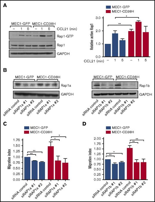 Figure 2. CD38 increases Rap1 activity that is required for cell motility. (A) Representative blot (left) and quantification (right) of active Rap1-GTP levels, assessed by Rap1 pulldown assays, in MEC1-GFP and MEC1-CD38H cells untreated or treated with CCL21 (100 ng/mL) for the indicated times. Graph shows the mean of 3 independent experiments ± SEM. Relative active Rap1 levels were obtained by normalizing each value to the untreated MEC1-GFP control cells. *P < .05; **P < .01 determined by 2-tailed Student t test. (B-D) MEC1-GFP and MEC1-CD38H cells were transfected with siRNAs targeting Rap1a or Rap1b. (B) Representative blots of Rap1a and Rap1b expression levels in MEC1-GFP and MEC1-CD38H cells. (C-D) Migration of MEC1-GFP and MEC1-CD38H cells through transwell filters after Rap1a (C) or Rap1b depletion (D). The migration index was obtained by normalizing the values to the MEC1-GFP control cells. Data shown are the mean of 3 independent experiments ± SEM. *P < .05; **P < .01 determined by 2-tailed Student t test.