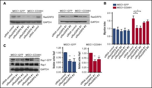 Figure 5. The Rap1 GEF RasGRP2 is required for the enhanced migration of MEC1-CD38H cells. MEC1-GFP and MEC1-CD38H cells were transfected with siRNAs targeting RasGRP2 or RasGRP3. (A) Representative blots of RasGRP2 and RasGRP3 expression levels. (B) Migration of MEC1-GFP and MEC1-CD38H cells through transwell filters upon RasGRP2 and RasGRP3 depletion. The migration index was obtained by normalizing the values to the MEC1-GFP control cells. Data shown are the mean of 3 independent experiments ± SEM. *P < .05, determined by 2-tailed Student t test. (C) Representative blot (left) and quantification (right) of active Rap1-GTP levels in MEC1-GFP and MEC1-CD38H cells after RasGRP2 depletion. Graph shows the mean of 3 independent experiments ± SEM. *P < .05; **P < .01 determined by 2-tailed Student t test.